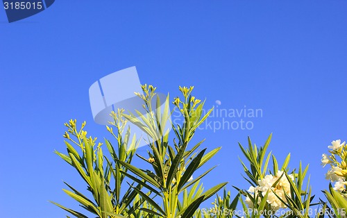 Image of White Flowers