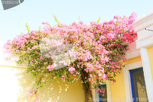 Image of Pink Flowers