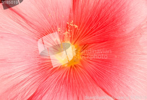 Image of Pink Flower.