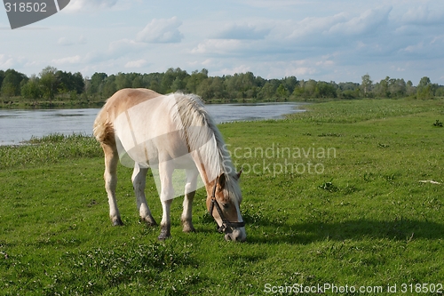 Image of Horse on meadow