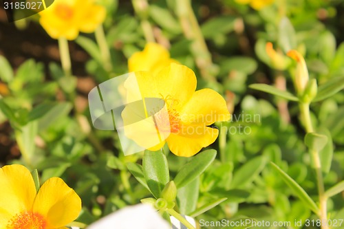 Image of Yellow Flowers