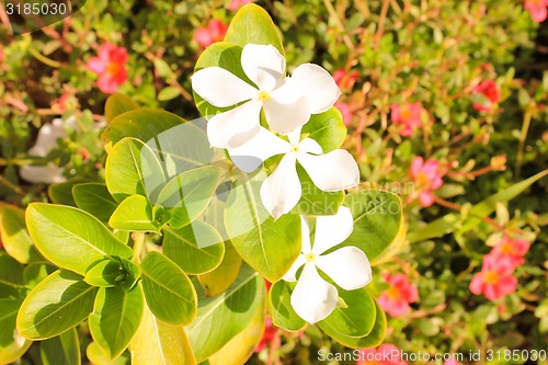 Image of White Flowers