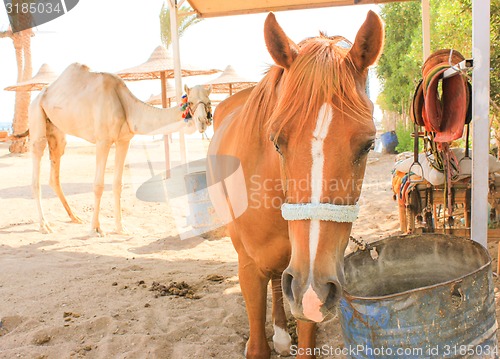 Image of Horse and Camel