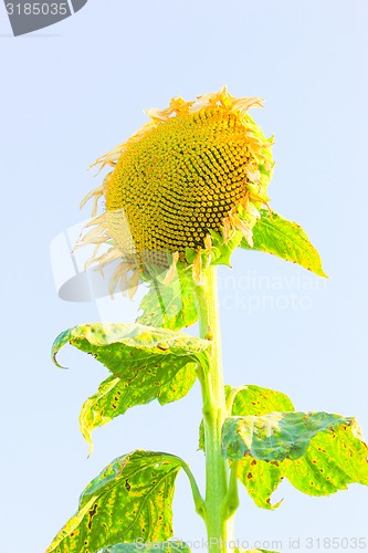 Image of Sunflower