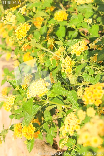 Image of Yellow Flowers