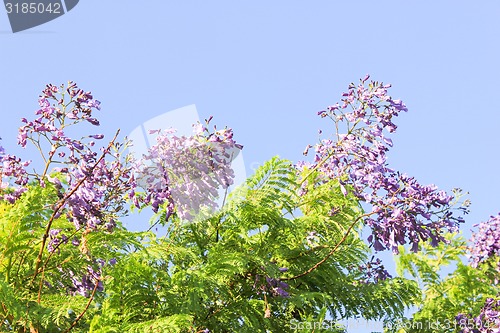 Image of Blue Flowers