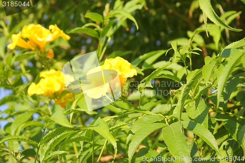 Image of Yellow Flowers