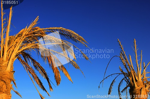 Image of  Dry date palm