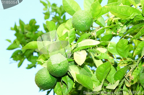 Image of Orange tree