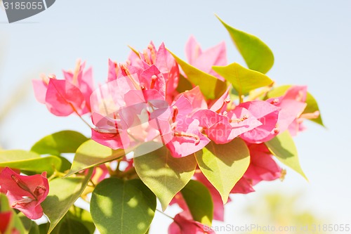 Image of Pink flowers