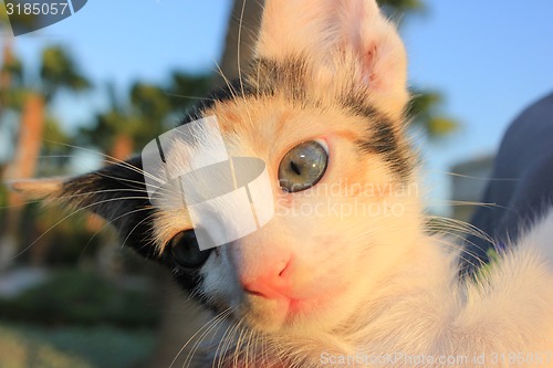 Image of Tricolor domestic kitten.