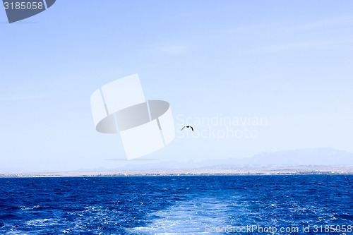 Image of Seagull flying after the ship.