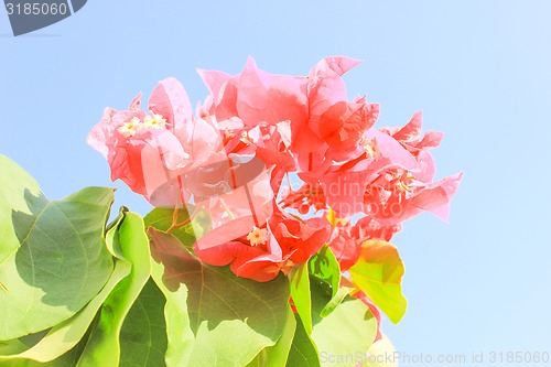 Image of Pink Flowers