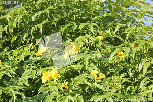 Image of Yellow Flowers