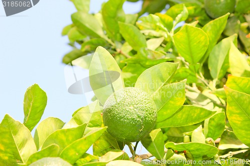 Image of Orange garden