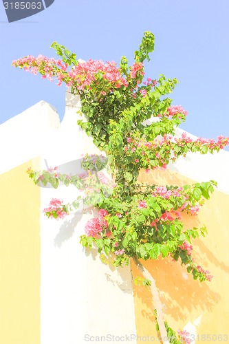 Image of Pink Background.