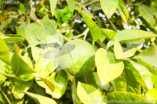 Image of Orange tree