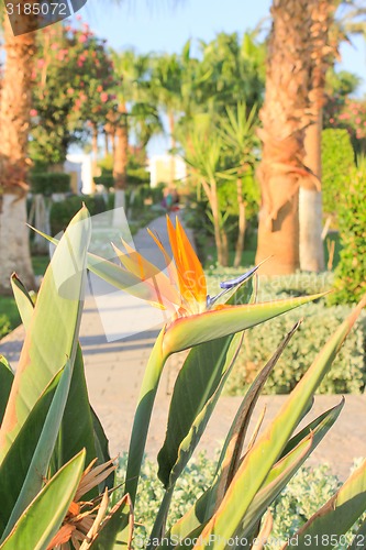 Image of Orange Flowers