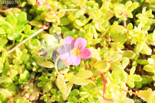 Image of Pink Flower