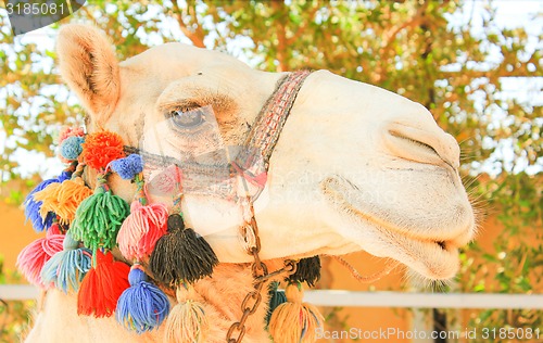 Image of Face of Camel.