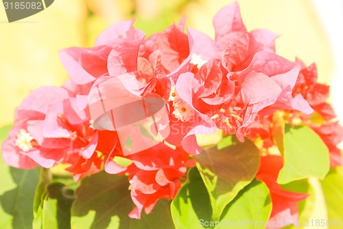 Image of Pink Flowers.