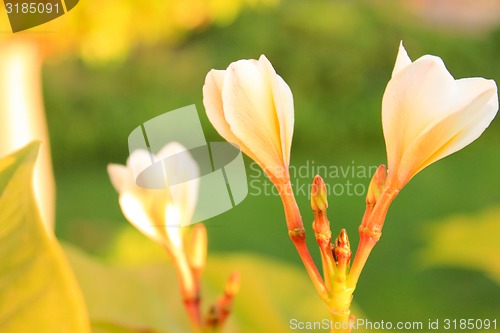 Image of Magnolia tree flowers. 