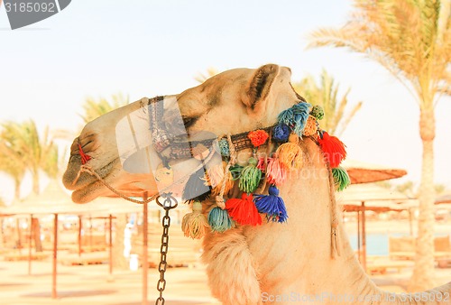 Image of Camel\'s Head. 