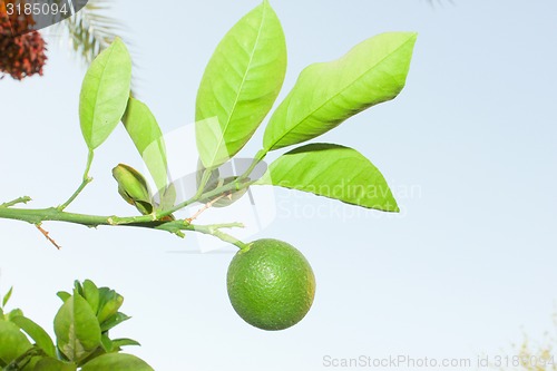 Image of Green Orange fruit