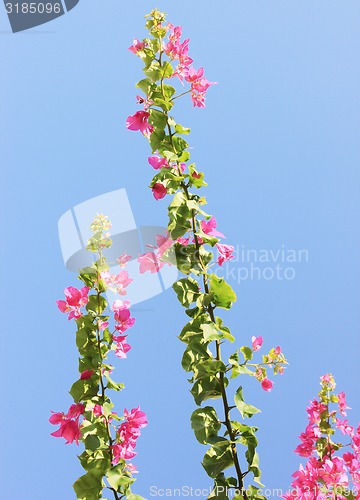 Image of Pink flowers.