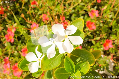 Image of White Flowers