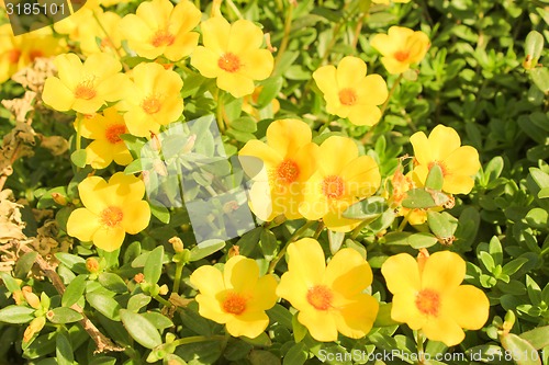 Image of yellow flowers