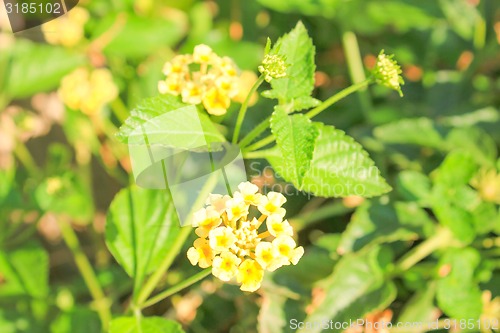 Image of Yellow Flowers