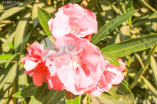 Image of Pink Flowers.
