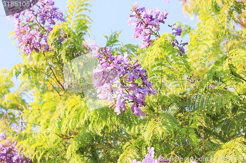 Image of Blue Flowers