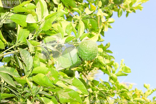 Image of Orange fruits