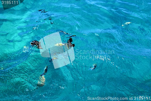Image of Fish swimm in the Sea. 