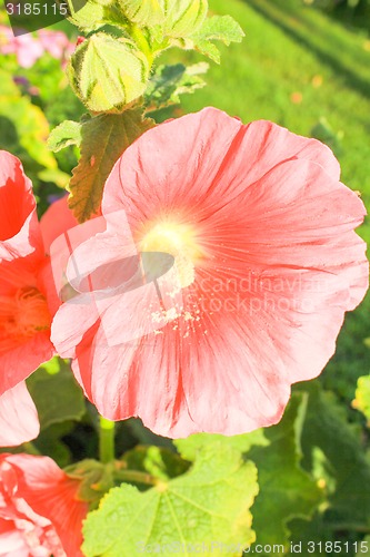 Image of Pink Flowers 