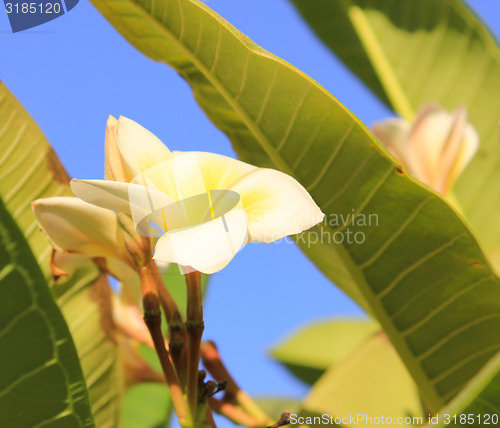 Image of Magnolia tree flower