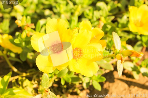 Image of Yellow Flowers