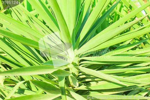 Image of Green Leaf