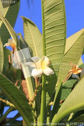 Image of Magnolia Flower