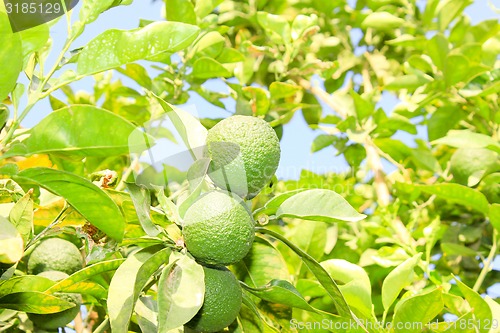 Image of Orange garden