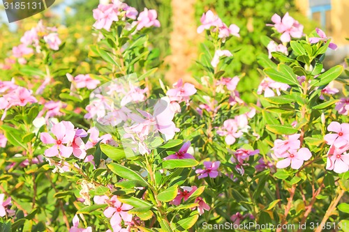 Image of Pink Flowers.