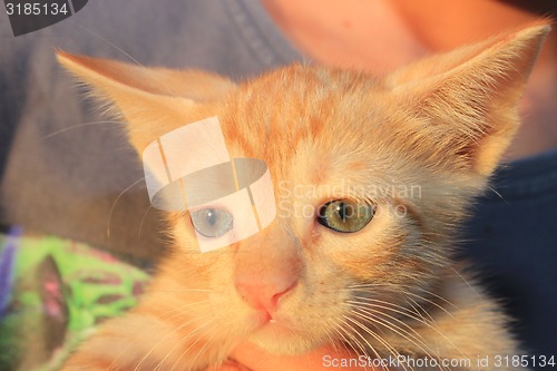 Image of Red domestic kitten. 