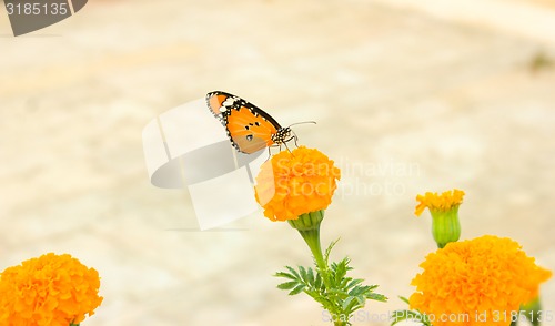 Image of Flowers ans Butterfly
