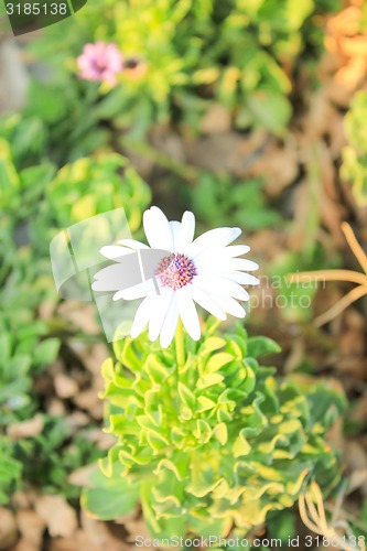 Image of White Flowers at sun light. 