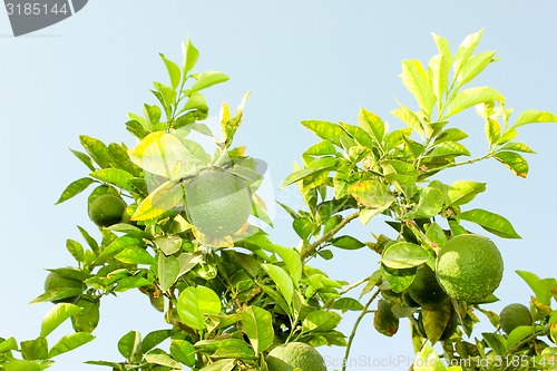 Image of Orange fruits