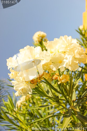 Image of White Flowers