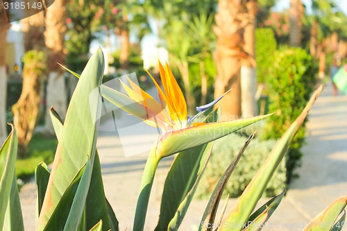 Image of Orange Flowers