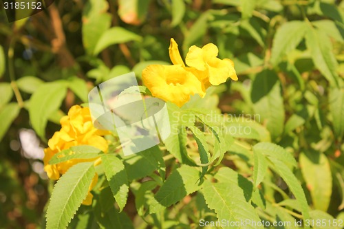 Image of Yellow Flowers